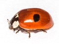 Adalia bipunctata